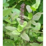 TULSI PLANT