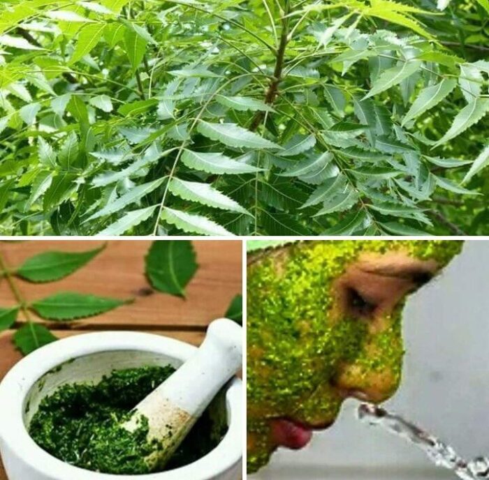 NEEM – NATURAL DRUG POWERHOUSE